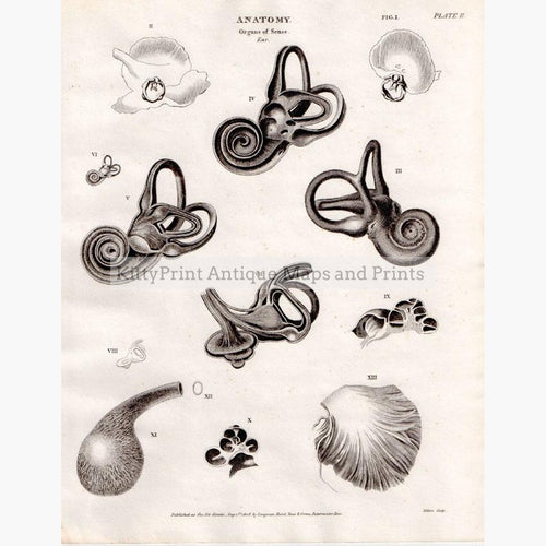 Anatomy Organs of Sense Ear 1808 Prints KittyPrint 1800s Anatomy & Medical