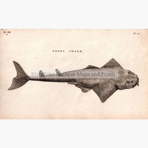 Angel Shark 1808 Prints