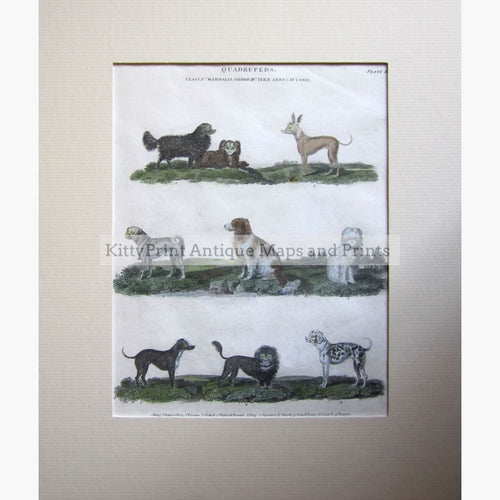 Antique Print 9 Dogs 1810 Prints