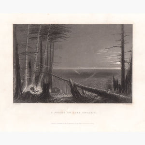 A Forest On Lake Ontario 1838 Prints