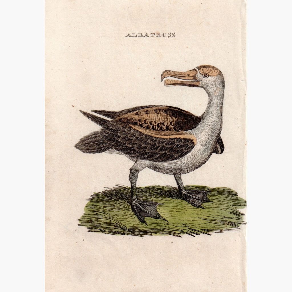 Antique Print Albatross c.1750 Prints