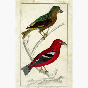 American Crossbill c.1840 Prints KittyPrint 1800s Birds