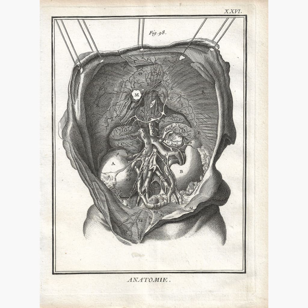 Antique Print Anatomie c.1810 Prints