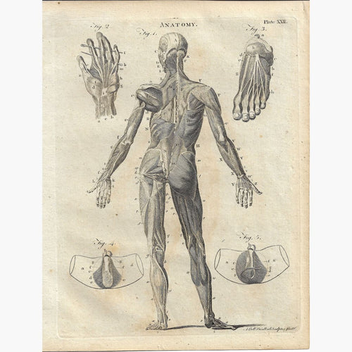 Antique Print Anatomy Human Figure Back 1790 Prints