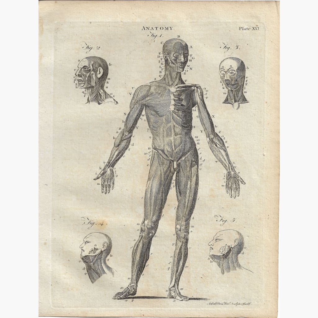 Antique Print Anatomy Human Figure Front 1790 Prints