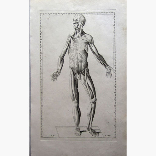 Antique Print Anatomy Muscles Tendons 1761 Prints