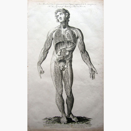 Antique Print Anatomy of the Absorbing vessels of the Human body 1793 Prints