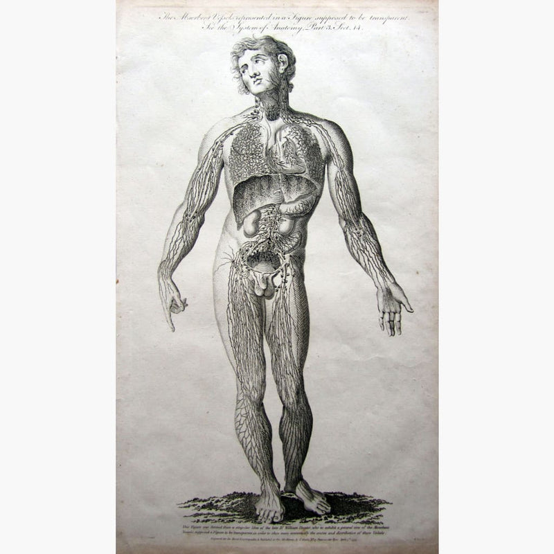 Deals Antique Original Engraving Human Anatomy Science engraving print Circa 1790