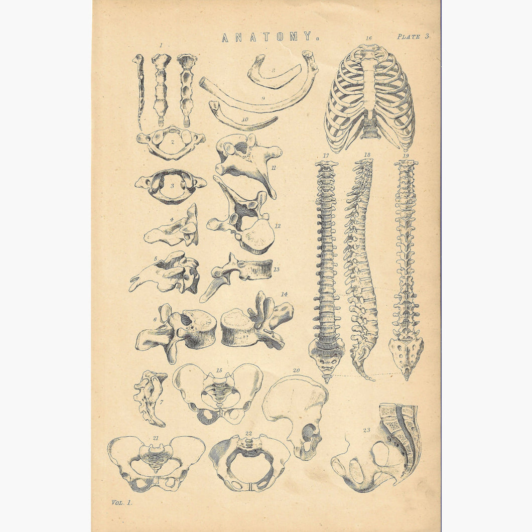 Antique Print Anatomy Spine 1881 Prints