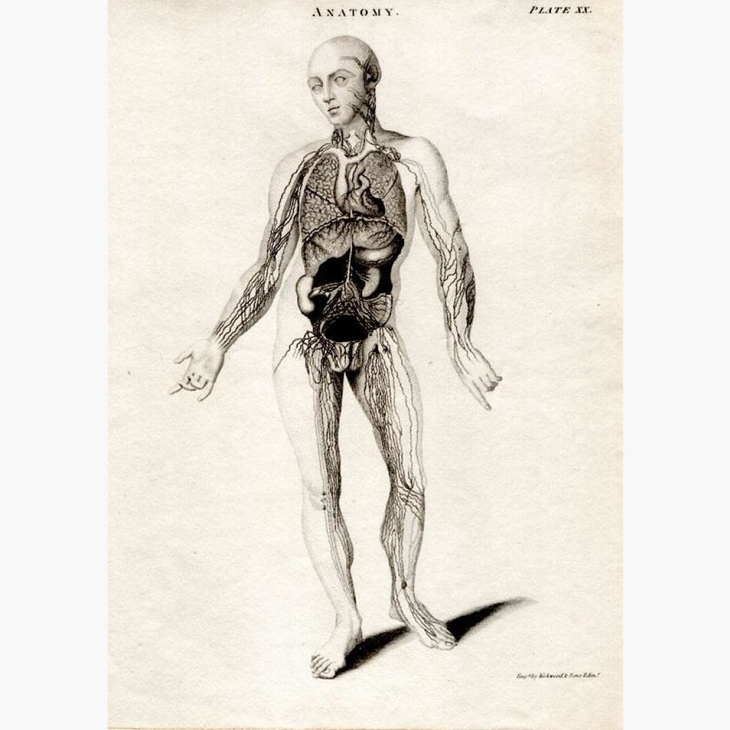 Anatomy. Veins and Arteries c.1850 Prints KittyPrint 1800s Anatomy & Medical