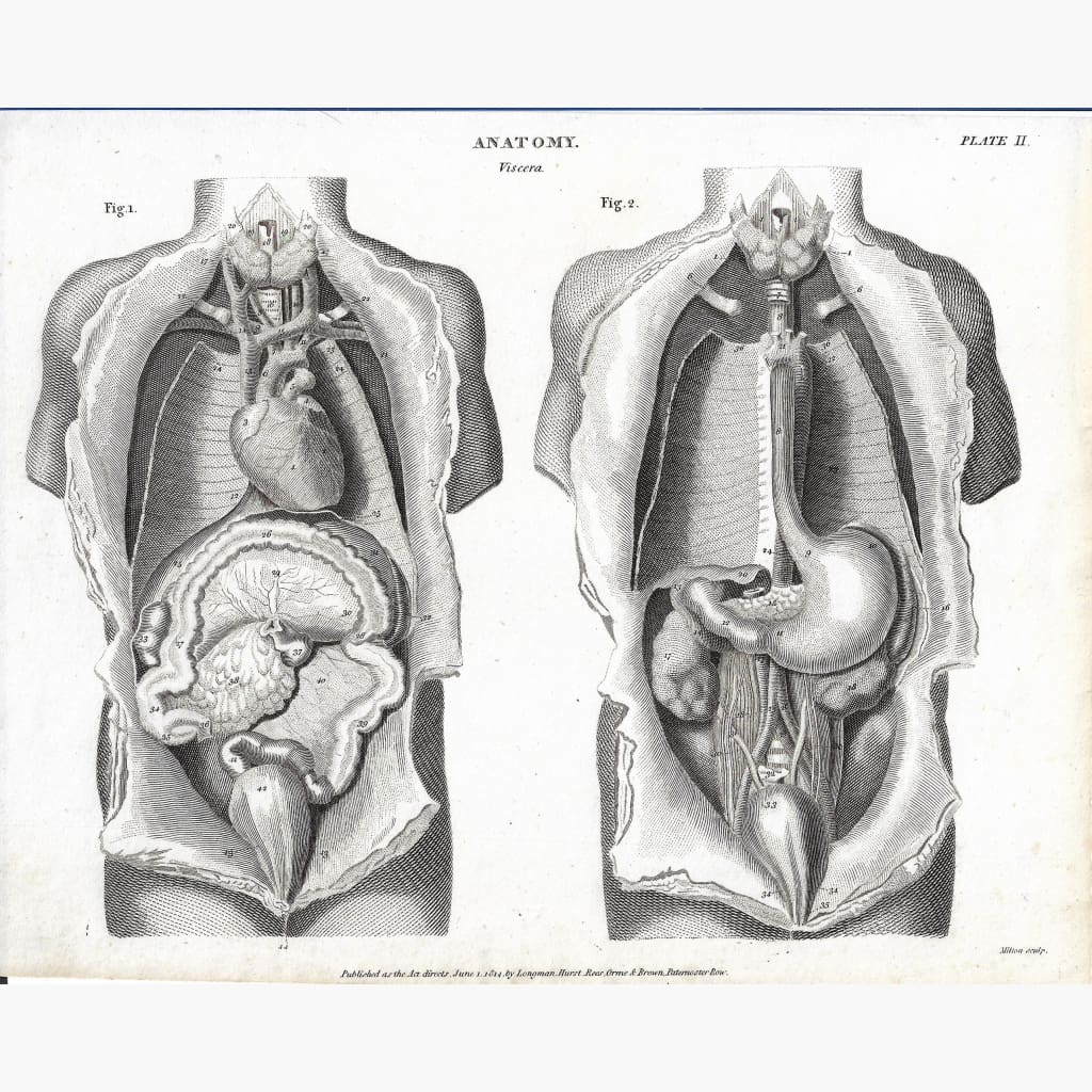 Antique Print Anatomy Viscera 1814 Prints