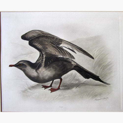 Arctic skua or Richardson’s Skua 1909 Prints KittyPrint 1900s Birds