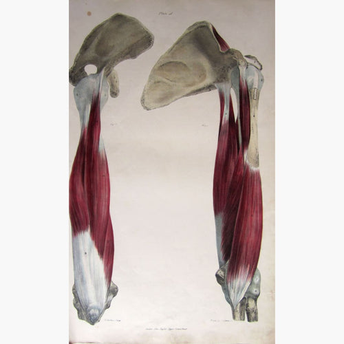 Antique Print Arm Muscle Coracobrachialis,1836