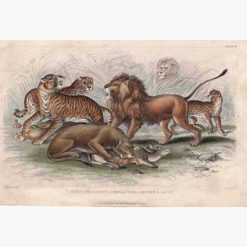 Antique Print Asiatic Lion Lioness Bengal Tiger 1859 Prints
