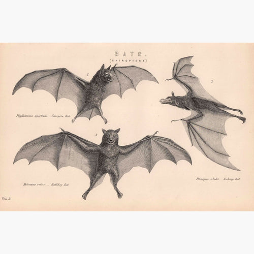 Antique Print Bats Chiroptera 1881 Prints