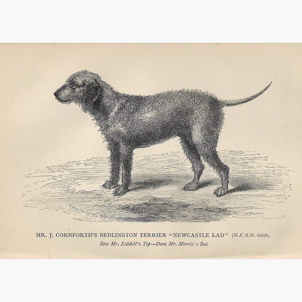 Antique Print Bedlinfgton Terrier 1887 Prints