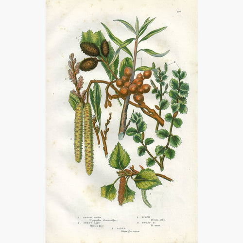 Antique Print Birch Sallow Thorn Sweet Gale 1860 Prints