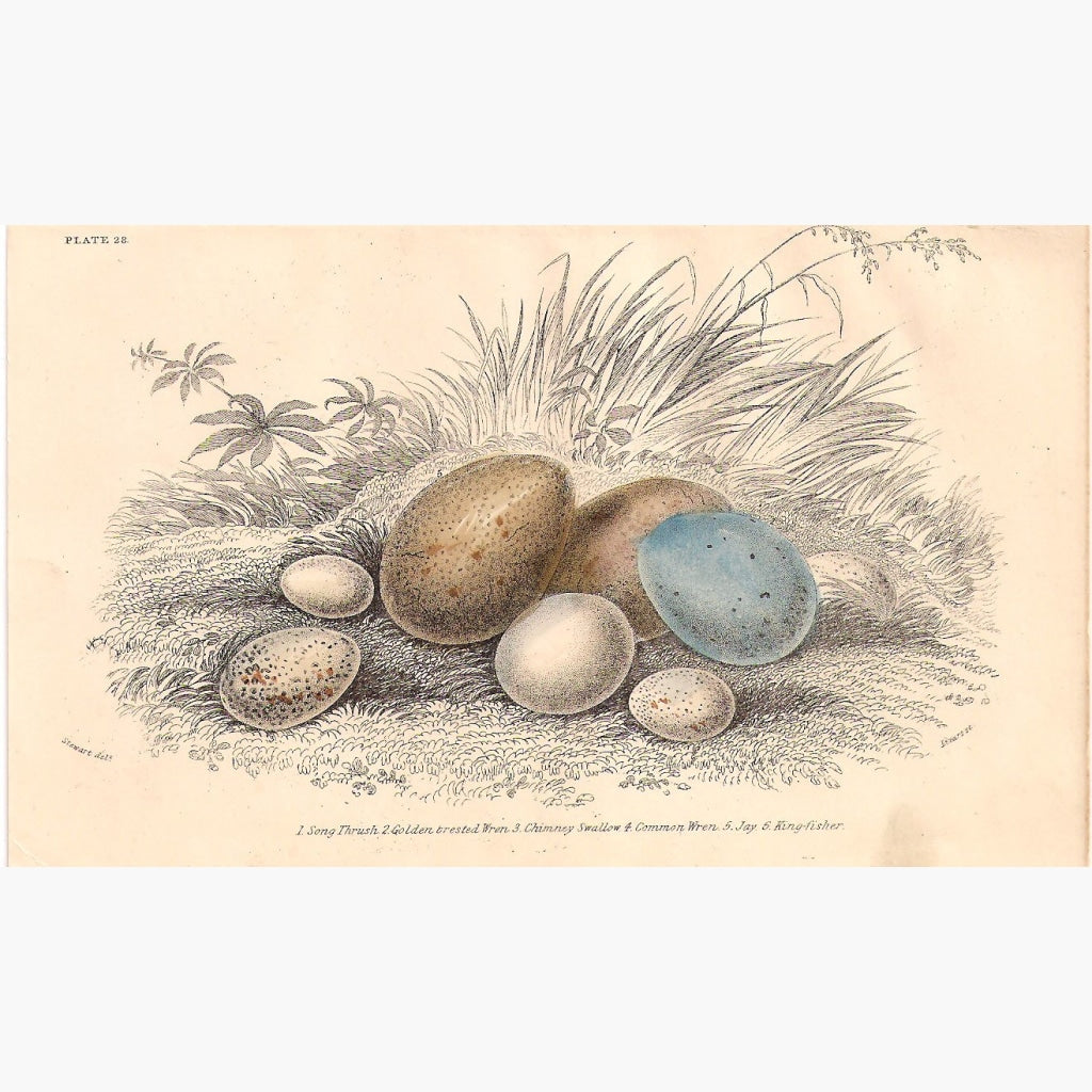 Antique Print Birds Eggs 1860 Prints