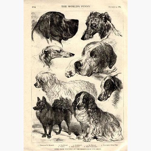 Birmingham Dog Show 1884 Prints KittyPrint 1800s Dogs