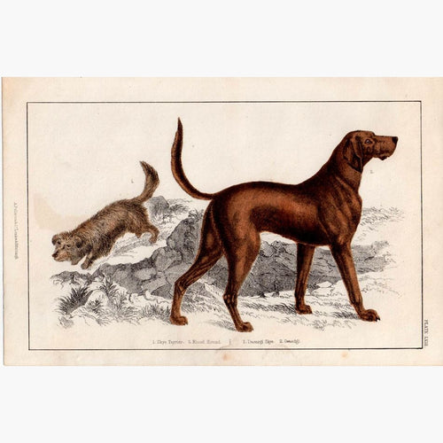 Blood Hound Skye Terrier c.1848 Prints KittyPrint 1800s Dogs
