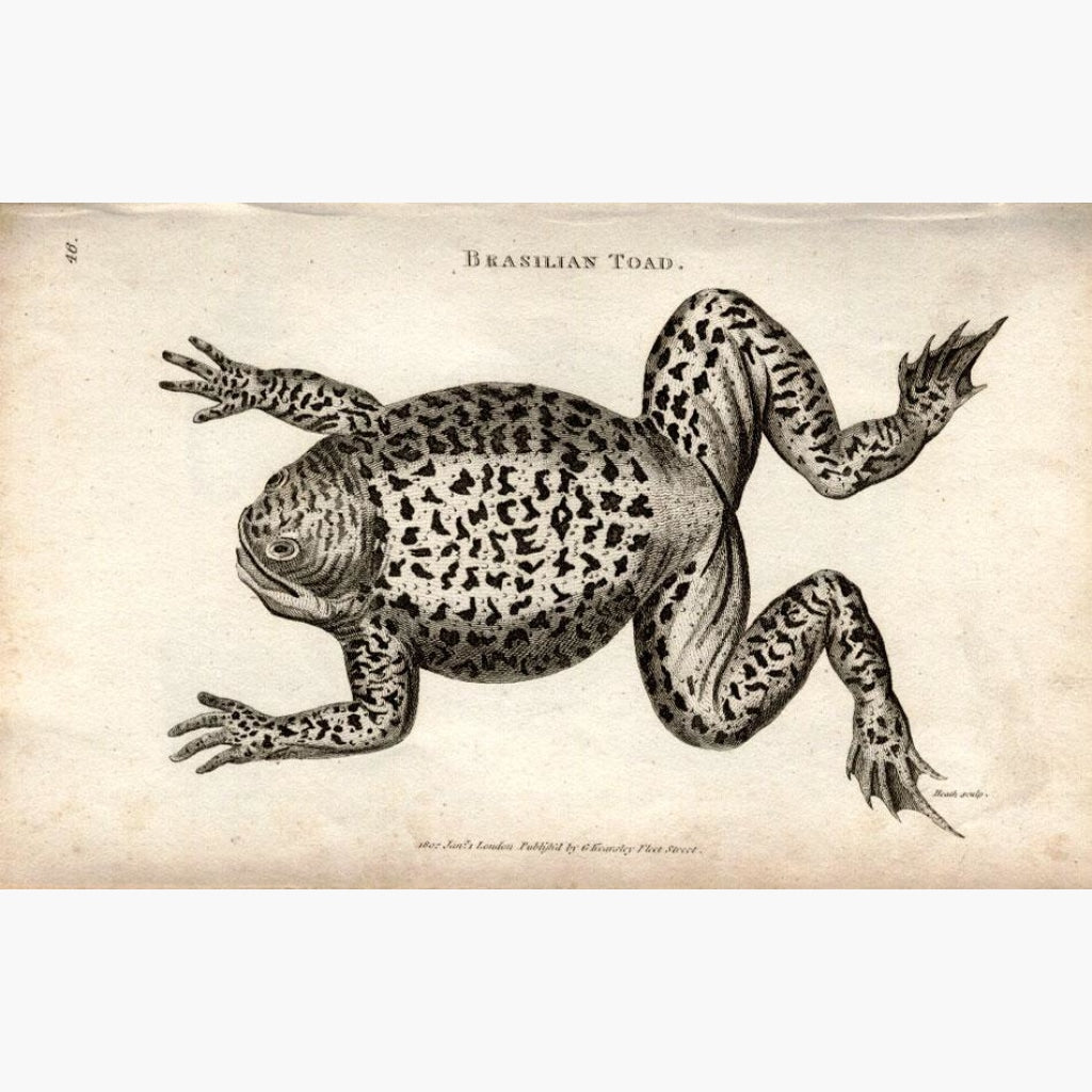 Brasilian Toad 1801 Prints KittyPrint 1800s Insects & Reptiles
