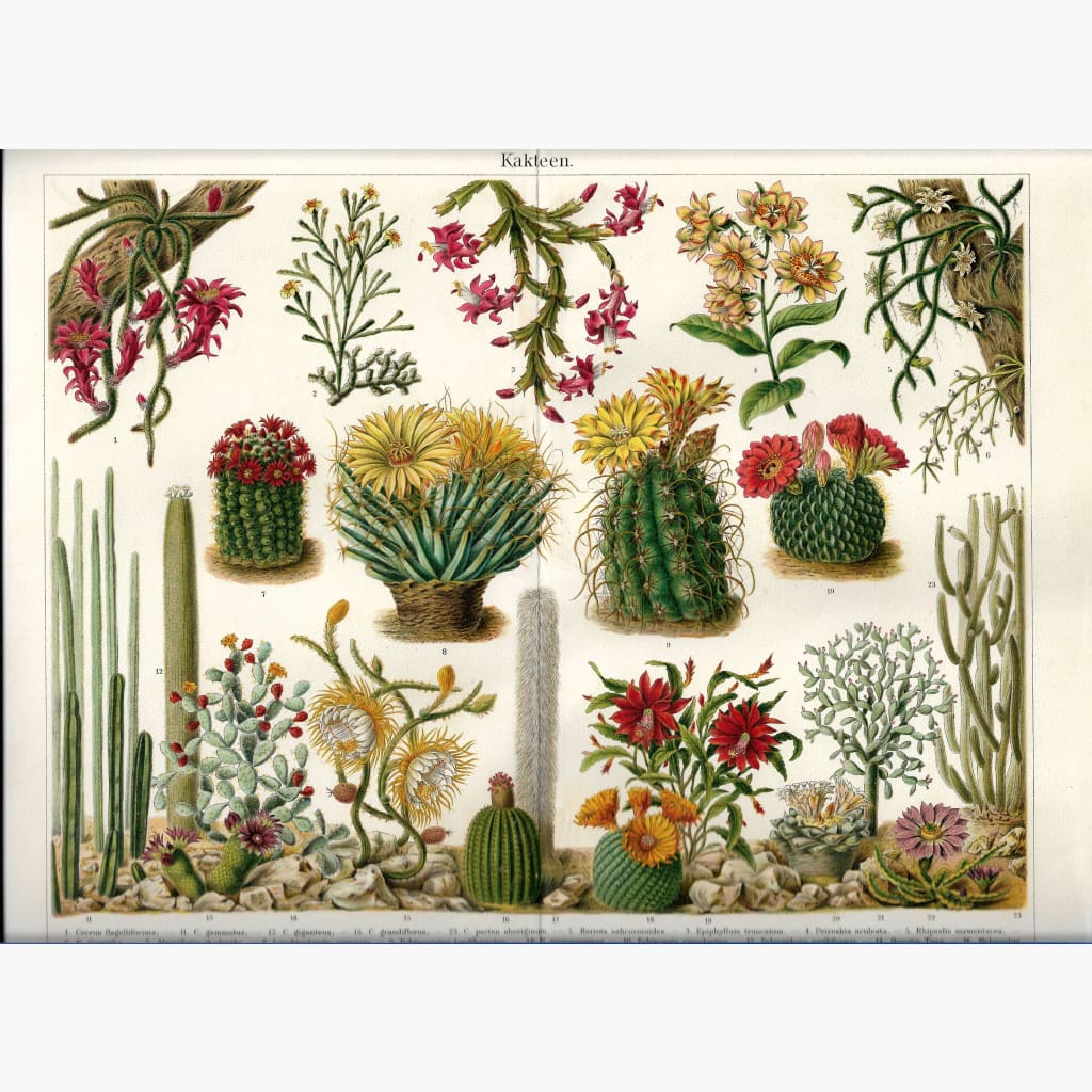Antique Print Cactuses Kakteen 1905 Prints