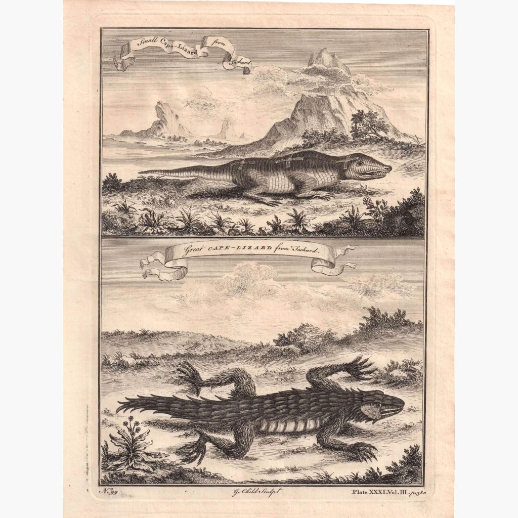 Cape - Llizard From Tachard 1745 Prints