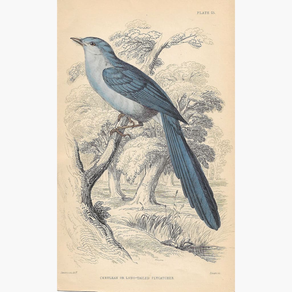 Antique Print Cerulean or Long-Tailed Flycatcher 1860 Prints