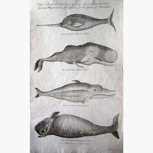 Antique Print Class Mammalia Order Cete Porpoise Whale 1789
