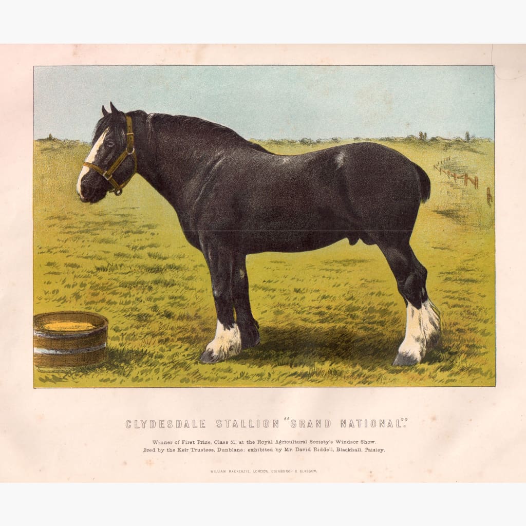 Clydesdale Stallion Grand National.1880 Prints