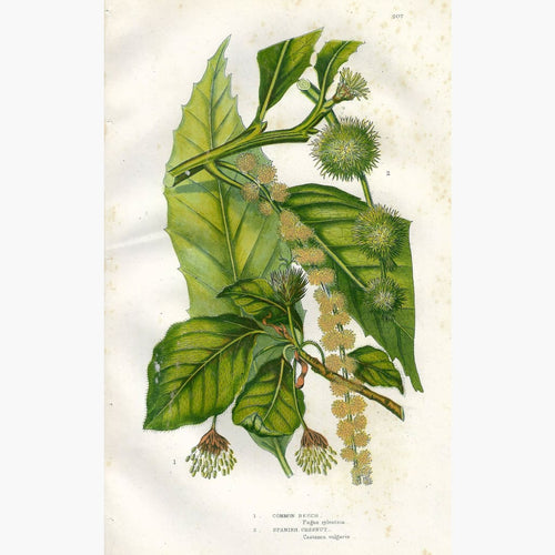 Antique Print Common Beech Chestnut 1860 Prints