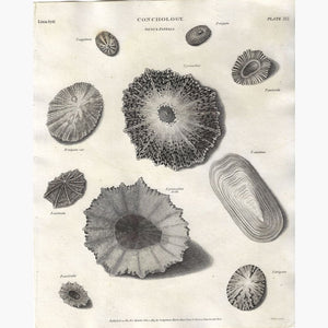 Antique Print Conchology Genus Patella 1813 Prints