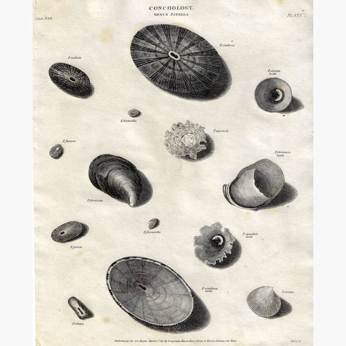 Antique Print Conchology Genus Patella Pl.1 1811 Prints