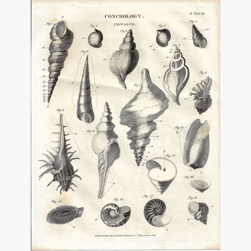 Antique Print,Conchology Univalve 1828 Prints