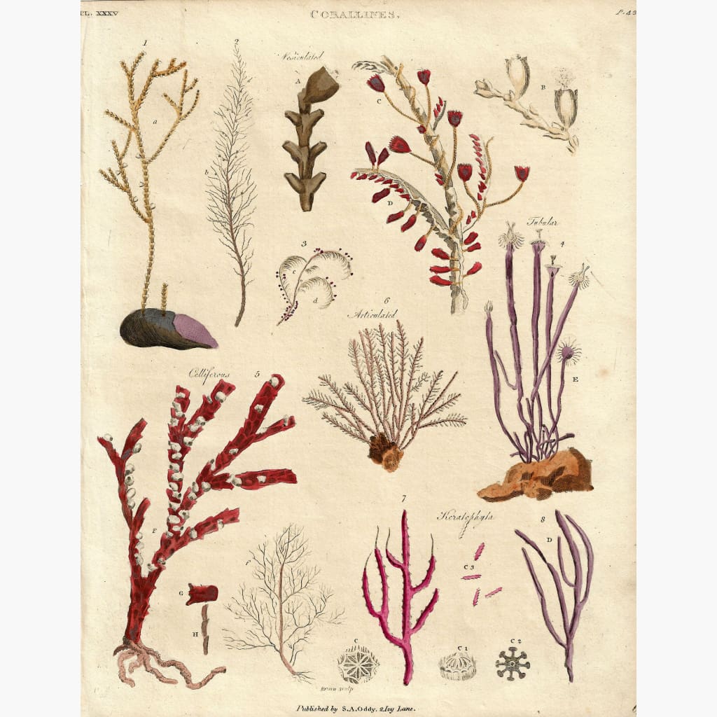 Antique Print Corallines,1815 Prints