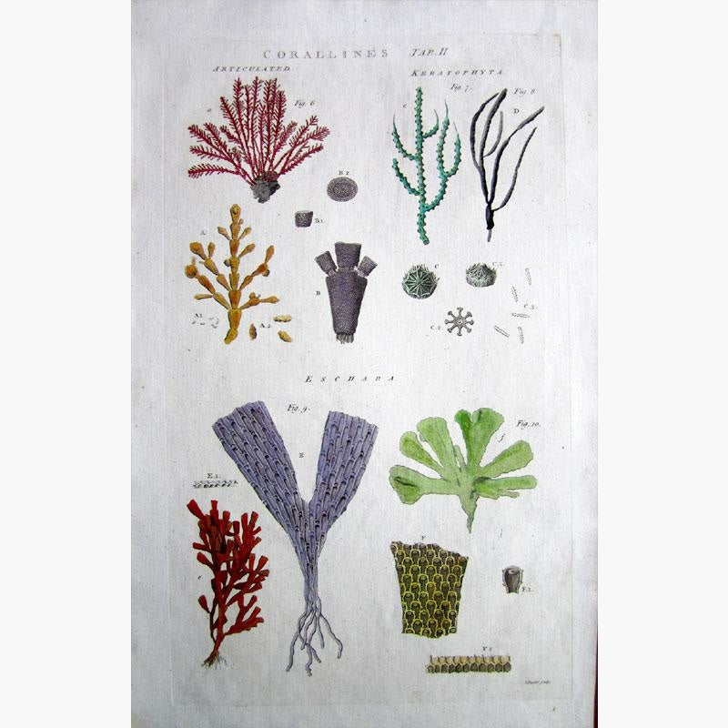 Corallines Plate 2. Articulated Keratophita Eschara 1789 Prints KittyPrint 1700s Corals & Molluscs