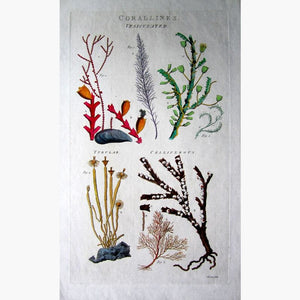 Corallines. Vesiculated Tubular Celliferous 1789 Prints KittyPrint 1700s Corals & Molluscs
