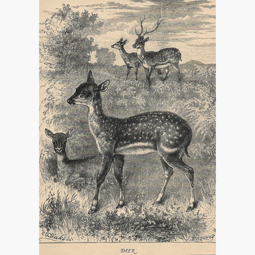 Antique print Deer c.1880 Prints