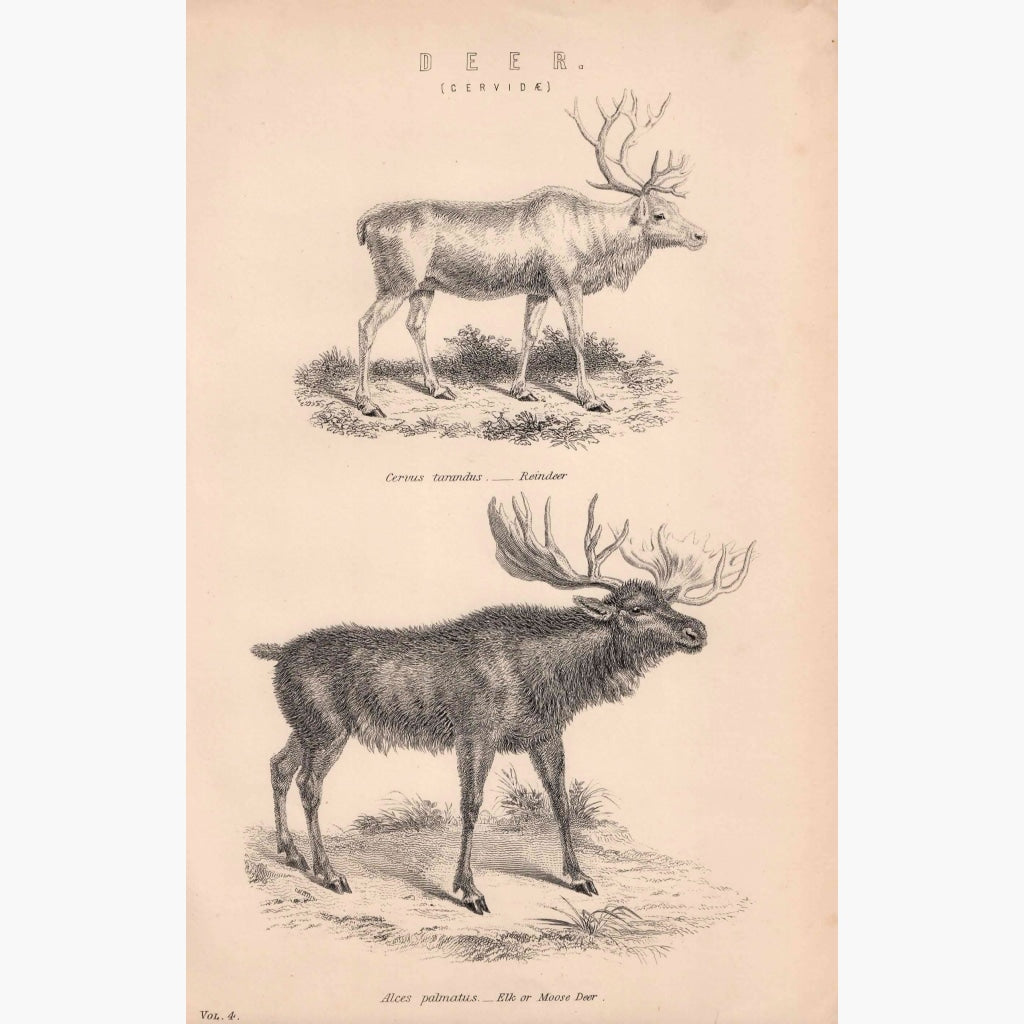 Antique Print Deer Cervidae 1881 Prints