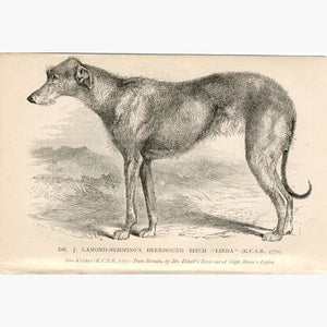 Deer Hound “Linda” c.1880 Prints KittyPrint 1800s Dogs