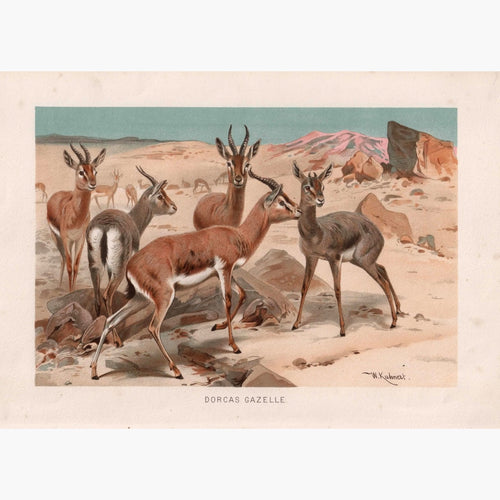 Antique Print Dorcas Gazelle 1894 Prints