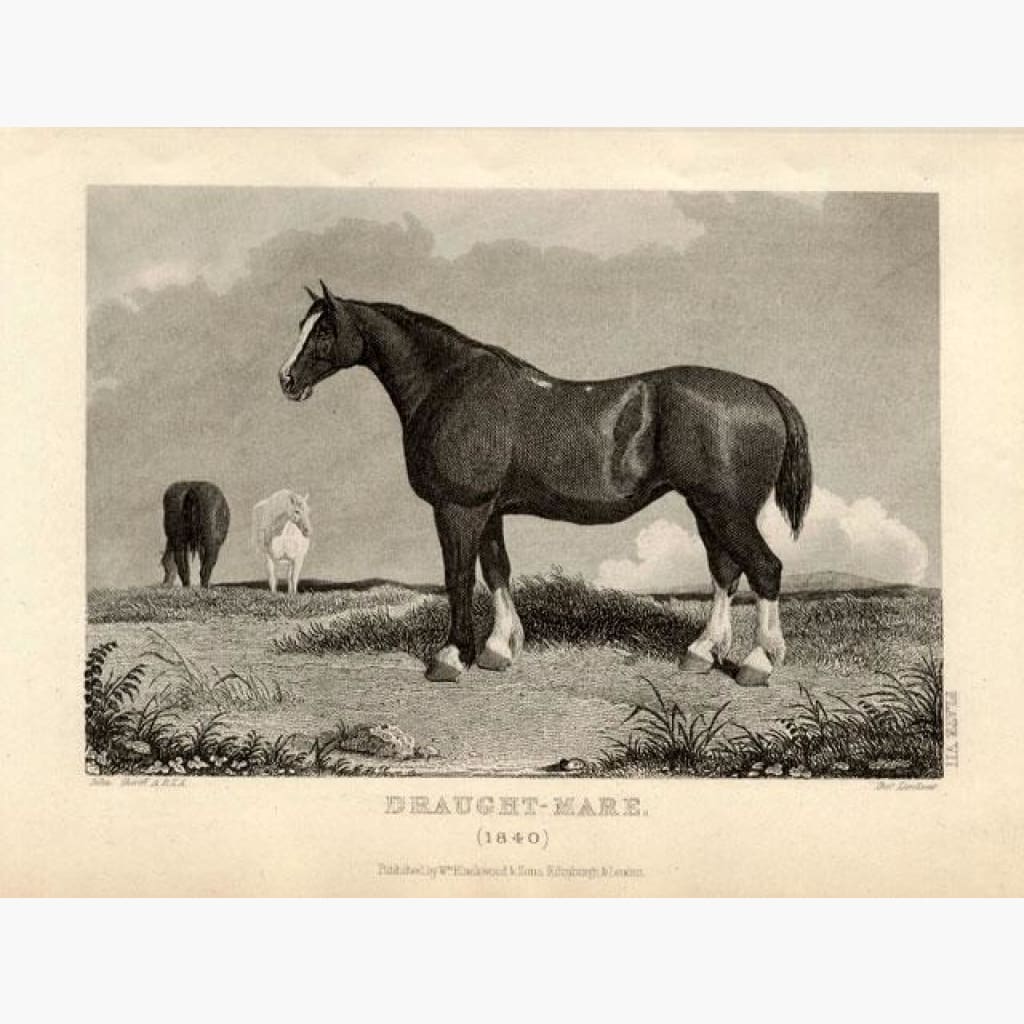 Draught-Mare 1860 Prints KittyPrint 1800s Horses