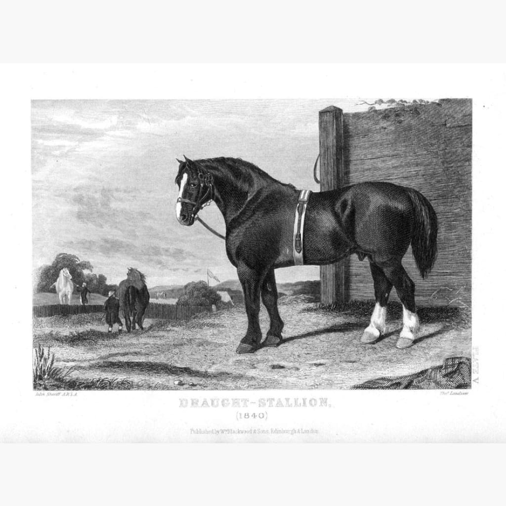 Draught Stallion 1860 Prints KittyPrint 1800s Horses