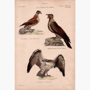 Eagle Falcon Vulture c.1860 Prints KittyPrint 1800s Birds