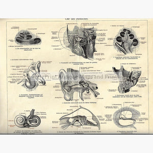 Antique Print Ear Ohr des Menschen 1906 Prints