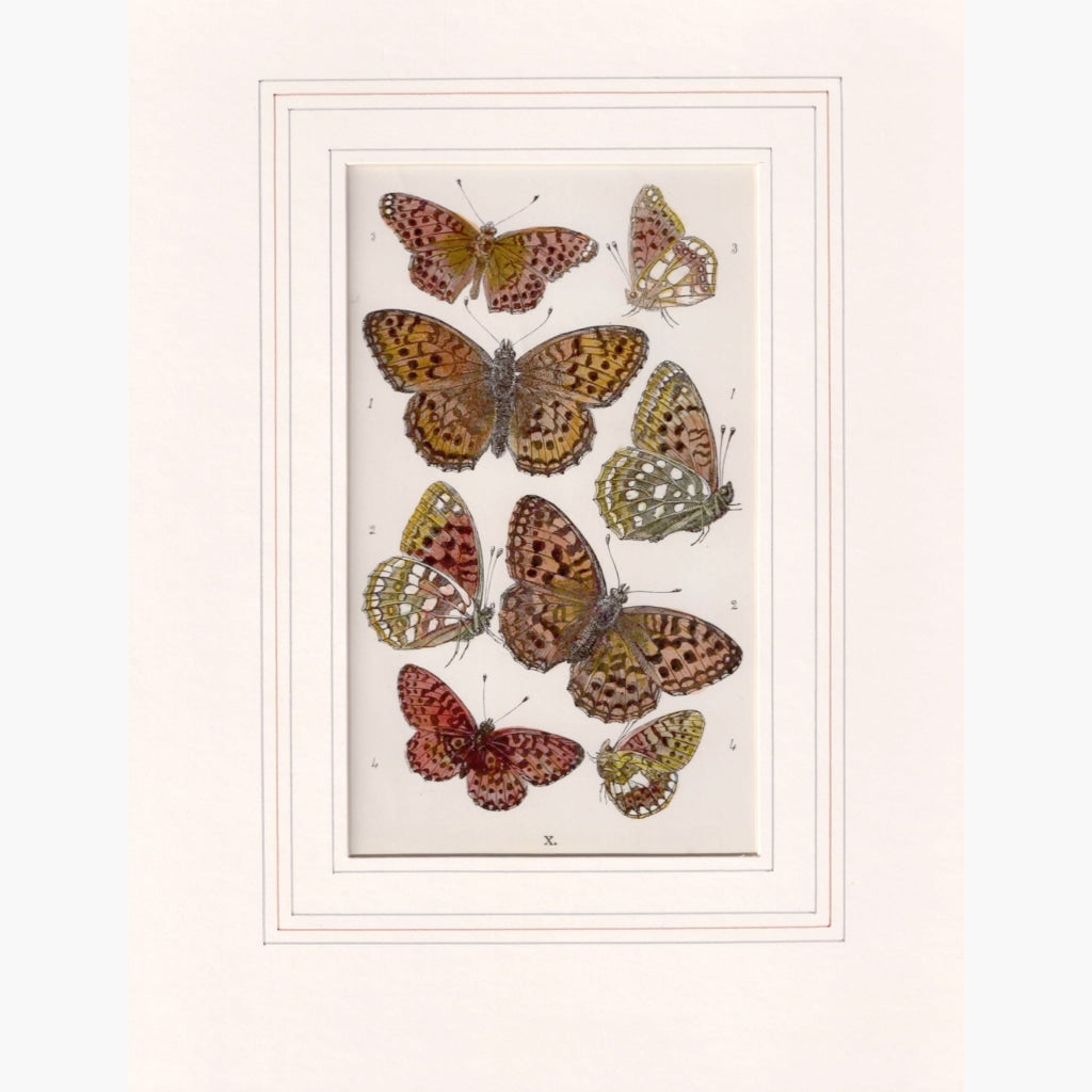 Eight Butterflies C. 1850 Prints