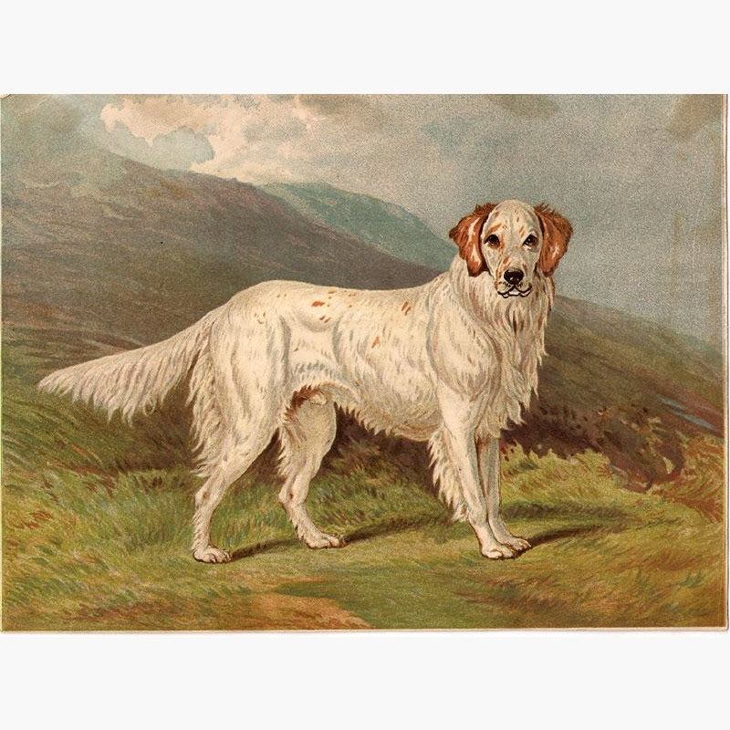 English Setter Ranger III 1881 Prints KittyPrint 1800s Dogs