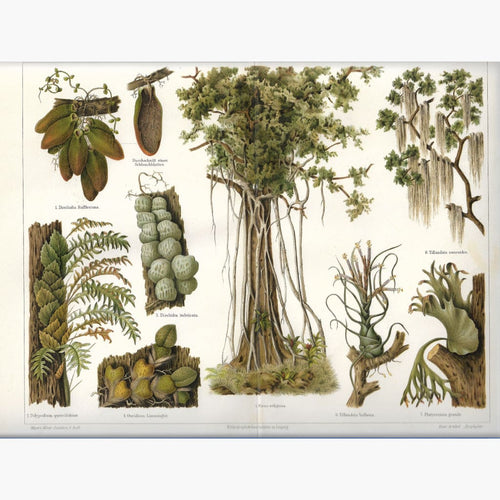 Antique Print Epiphyte 1905