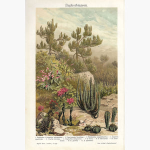Antique Print Euphorbia,1905 Prints