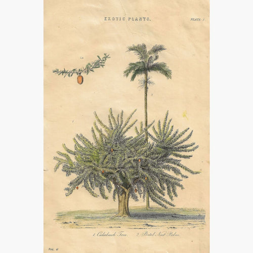Antique Print Exotic Plants Calabash Tree 1868 Prints
